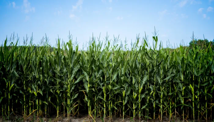 corn field