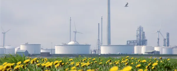 Girasoles en la industria